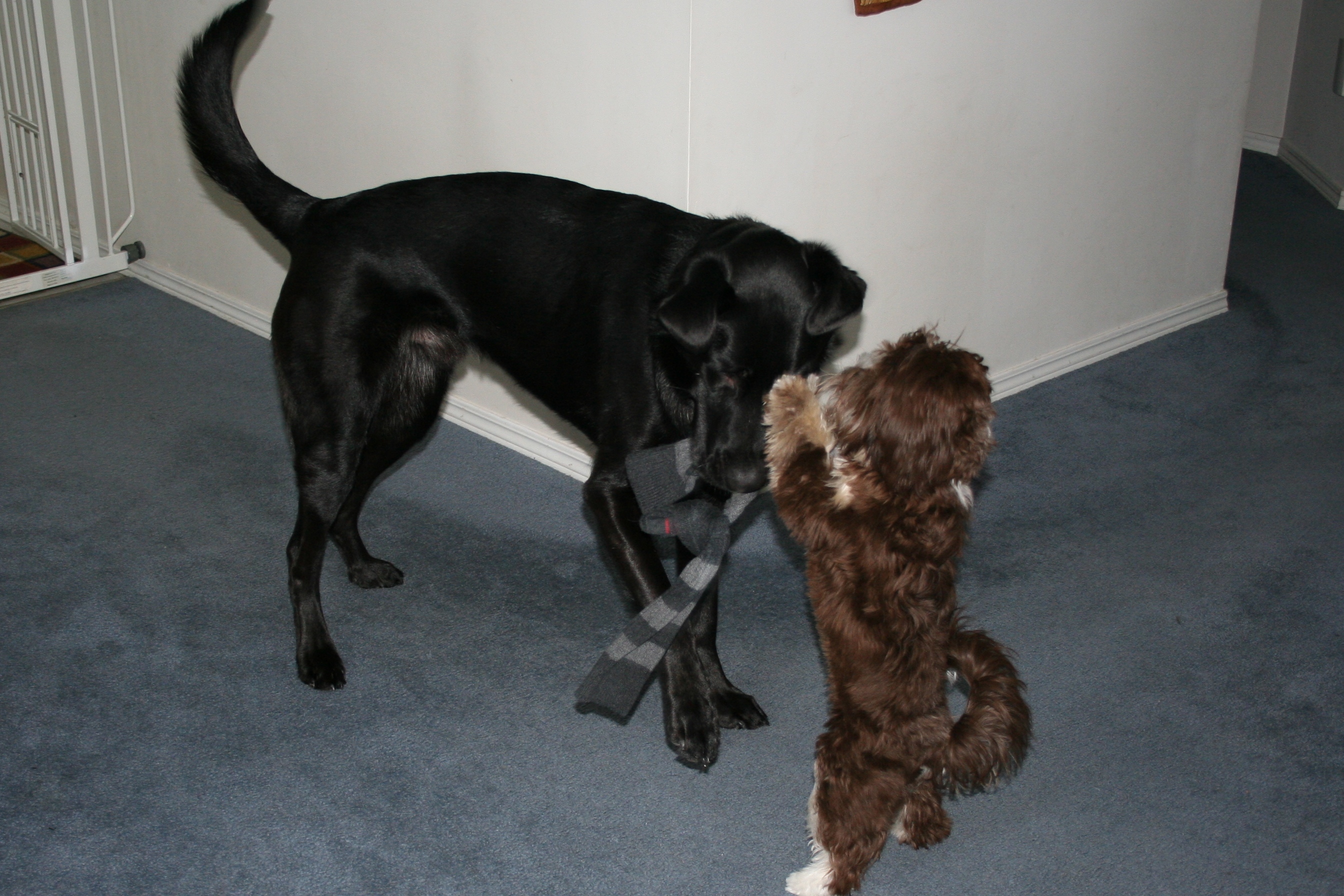 A havanese and lab-shepherd mix playing together