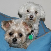 Maltese and yorkie mix boarding at my home