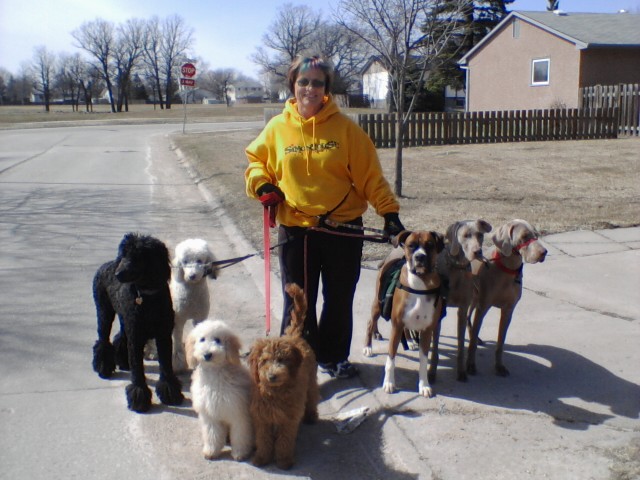 Sharon walking 7 dogs on-leash