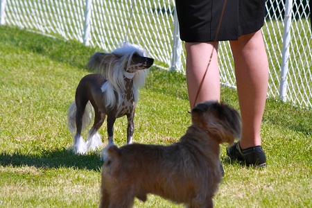 Training a Chinese crested dog