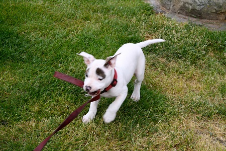 Young puppy tugs on Scout's leash.