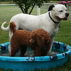 Bulldog and golden doodle playing in a pool while boarding with Sharon Toews