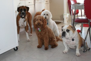 Bulldogs and golden doodles boarding in my home