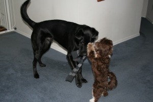 A havanese and lab-shepherd mix playing together.