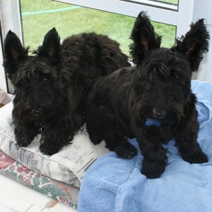 Scottish terriers (scotties) boarding with us