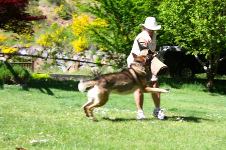 Training a German Shepherd.