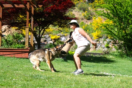 Training a German Shepherd dog.